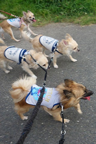 並んで走るワンず