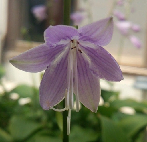 庭のお花 ギボウシ ﾎｽﾀ Herb Nbのブログ