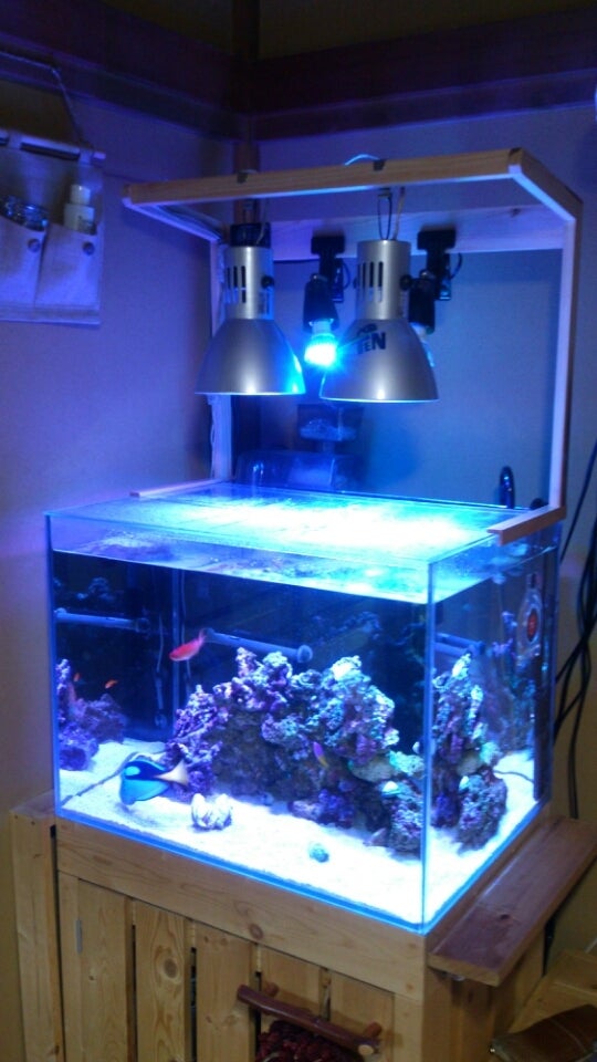 海水魚水槽ライトスタンド！ | 動物大好きfamilyblog