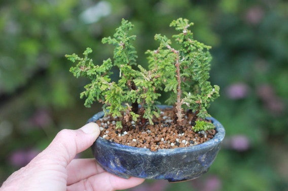 石化ヒノキの寄せ植え | 超ミニ盆栽のブログ