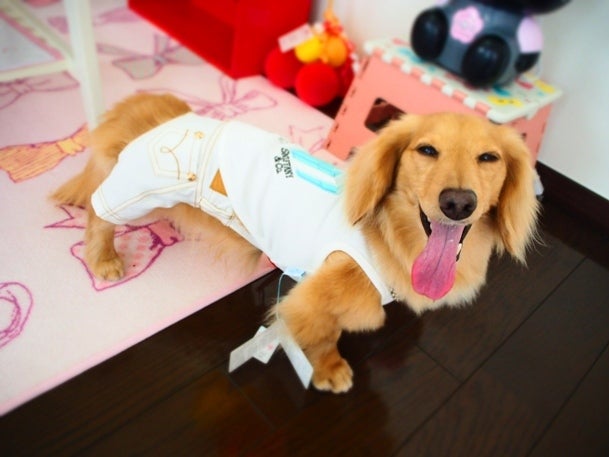 サロン開店祝いdeセレブな犬服sweet Candy 東京 ドッグカフェ まにあ