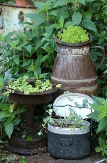ガラクタに多肉セダムを植えて、ジャンクガーデンを楽しもう ガラクタに多肉セダムを植えて、ジャンクガーデンを楽しもう
