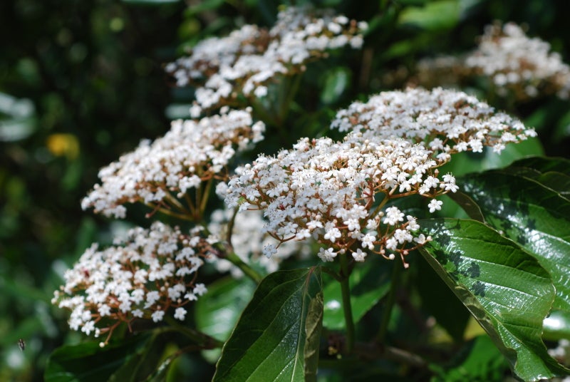 ハクサンボク(白山木) | 天草の植物観察記