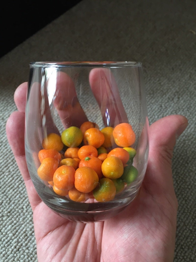 キンズ、老爺柿を食す、、、 | Daichiのブログ 盆栽