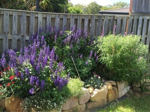 1ヶ月留守にした庭は (西日ガンガン花壇) | オーストラリアで庭づくり + 愛犬などなど