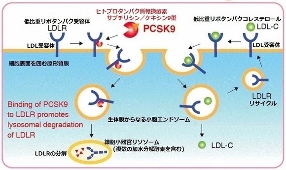 高コレステロール血症_LDLRにPCSK9が結合