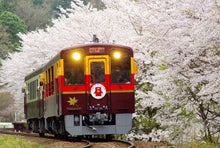 都内近郊 桜日帰りバスツアーから