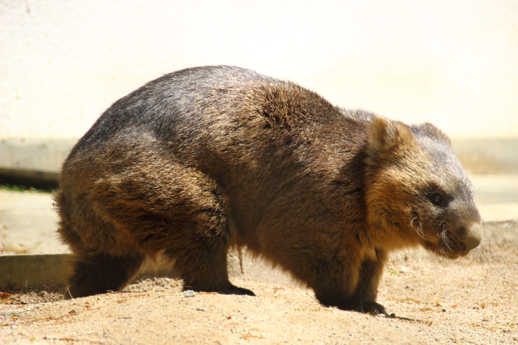 午後のウォンバット・五月山動物園 | うぉんば 