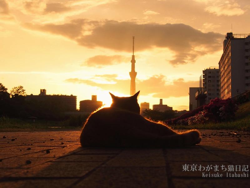東京 わがまち猫日記