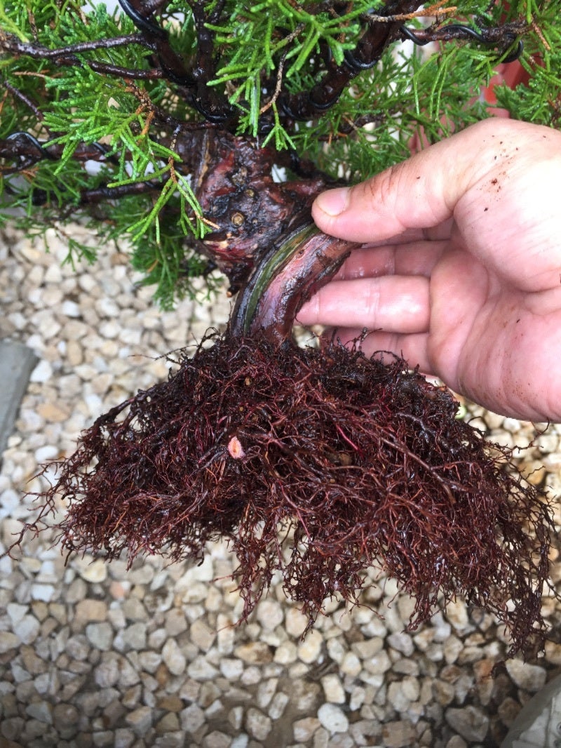 直販販売済み 真柏盆栽根づら¥25000→¥23000 植物/観葉植物