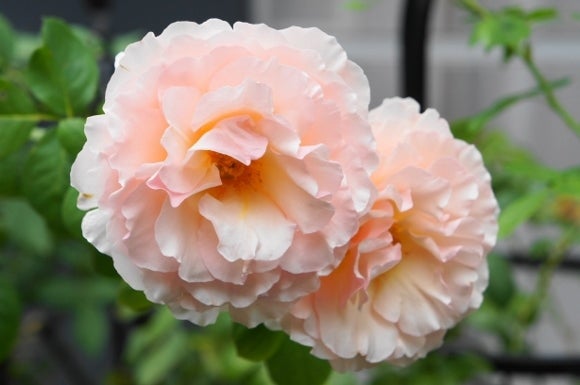 プリンセス・シャルレーヌ・ドゥ・モナコの夏剪定 | ママの薔薇のブログ