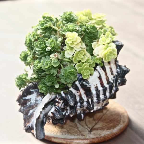 マ】＆【テリャ】:貝で作る花