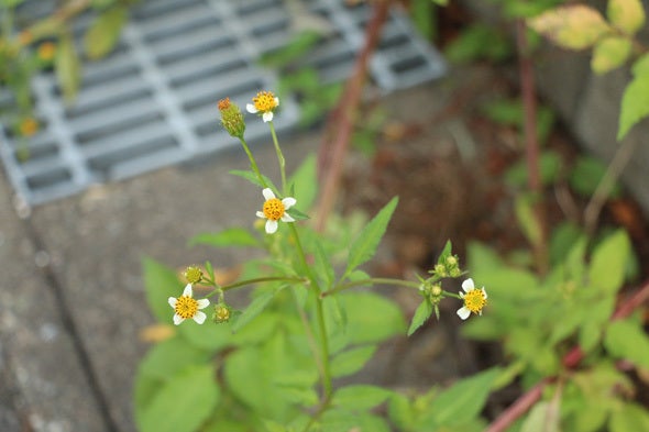 [雑草]くっつき虫の黄色の花 コセンダングサ 白い花びら 野花生活 365日