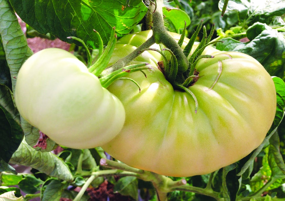 飲む美白サプリメント 【Crystal Tomato® (クリスタルトマト 飲む美白サプリメント 【Crystal Tomato® (クリスタルトマト