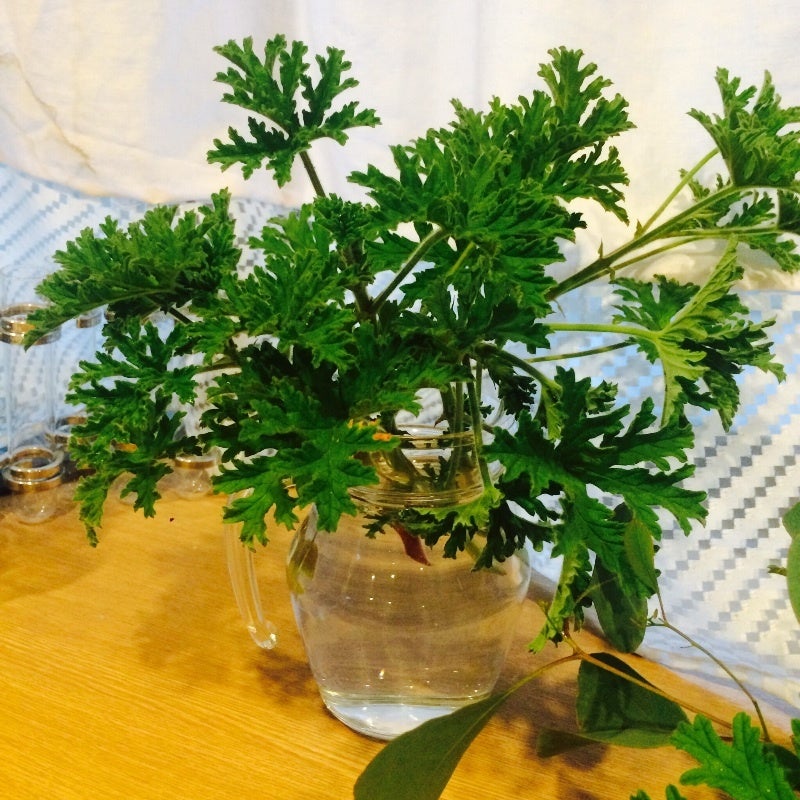 SALE/37%OFF】 ローズゼラニウム挿し穂用 植物/観葉植物 - education