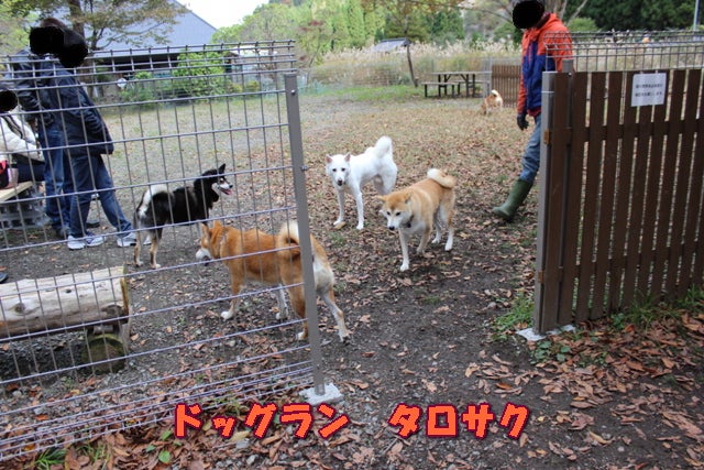 滋賀県・柴犬専用ドッグラン「tarosaku（タロサク）」レポ | 紀州犬MIX