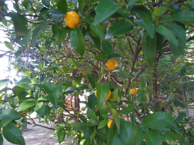 花と植物図鑑８００：右近の橘 （別名：ヤマトタチバナ） | 癒しの高