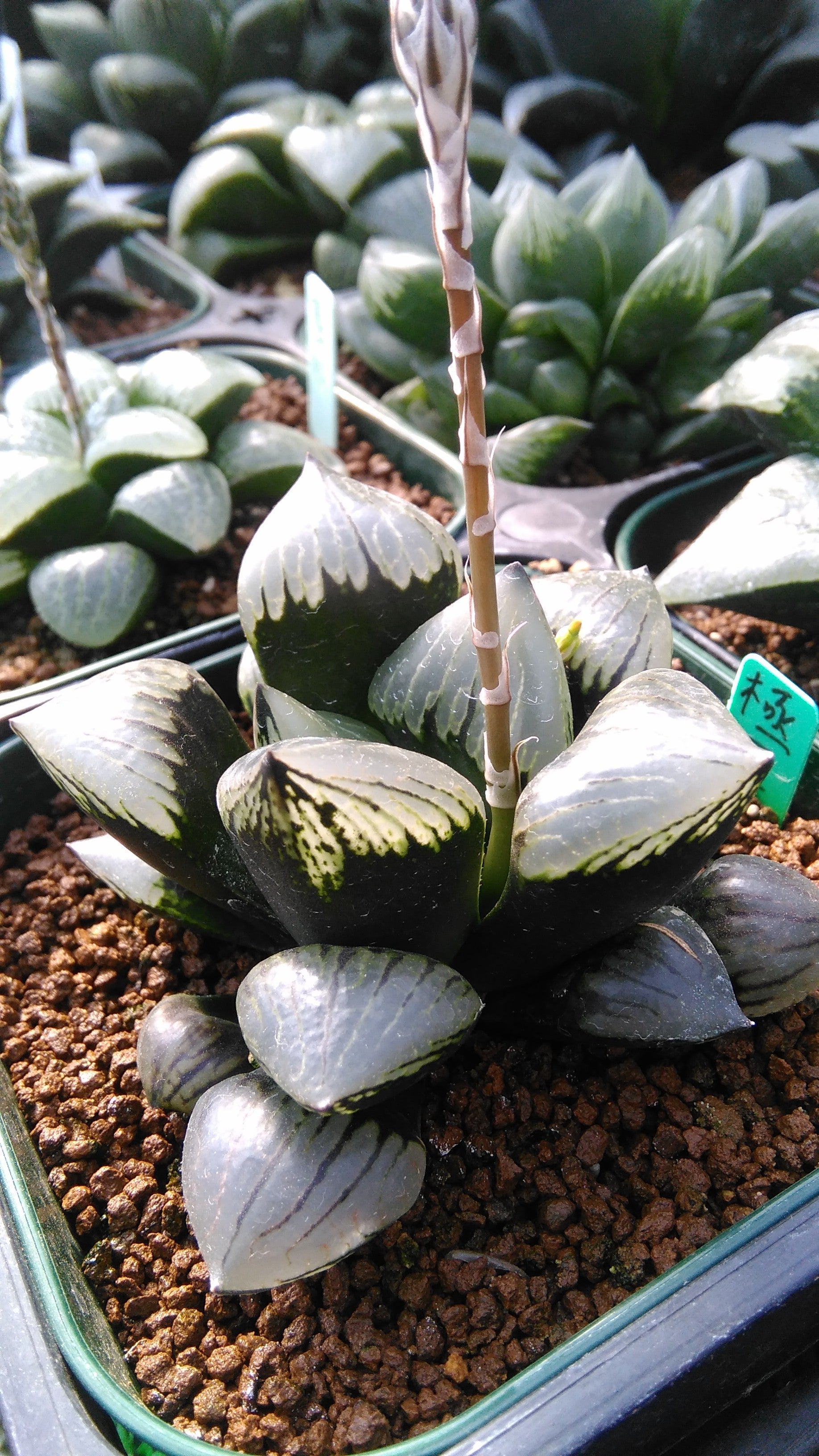 Haworthia hyb 極王 | green-heads Haworthia hyb 極王 | green-heads