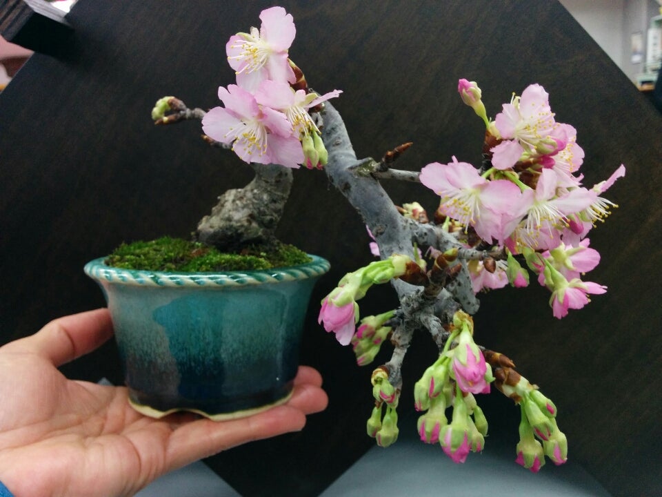 河津桜が、咲き始めましたね。 | ～ちいさな盆栽のお店～ かまくら木