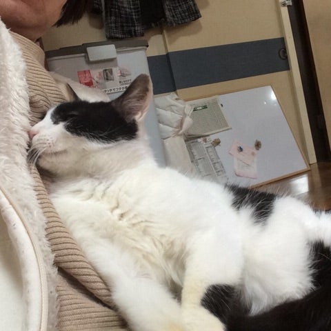 白黒ぶち猫好きさん、集まれっ！ | 山形県 庄内アニマル倶楽部 犬猫里親募集中です！