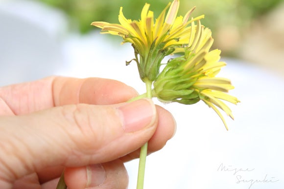 タンポポブレスレットの作り方 野花生活 365日