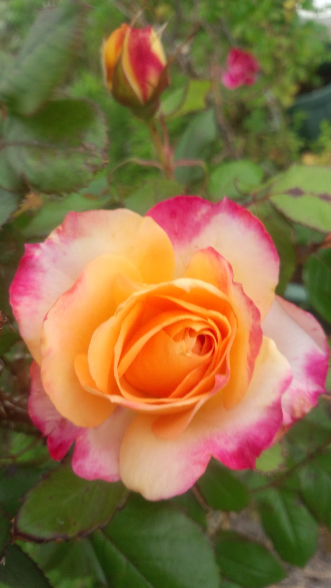 ｢今日の薔薇。ひさみ。他8品種｣ クレマチス。百合。 | 競馬と花を愛するブログ。