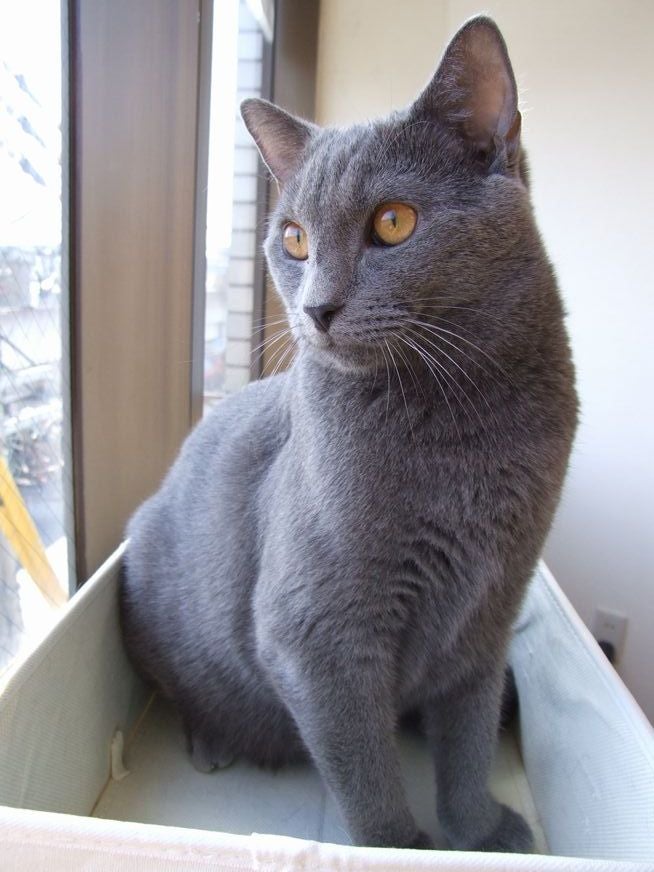 大好きな猫は 人魚姫の泡言葉