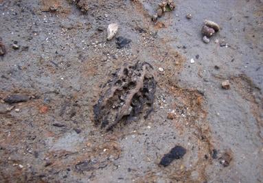 エンブレムロゴ バタグルミ化石　土付き⑨ アンティーク/コレクション