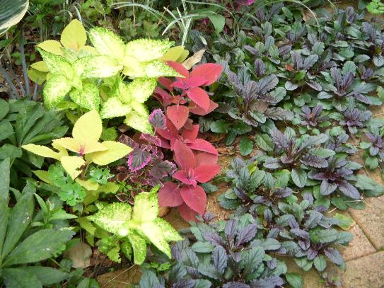 日陰のガーデニング 日蔭の庭を楽しむ キヨミのガーデニングブログ 長澤淨美のアメブロオフィシャルブログpowered By Ameba