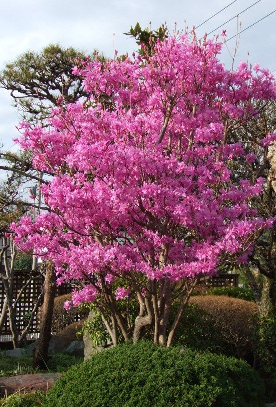 春の 庭木