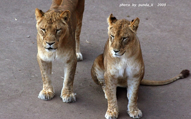 プンバ ナラ サラビ ライオンキング三姉妹 アフリカゾウ チーター 写真 Cg日記