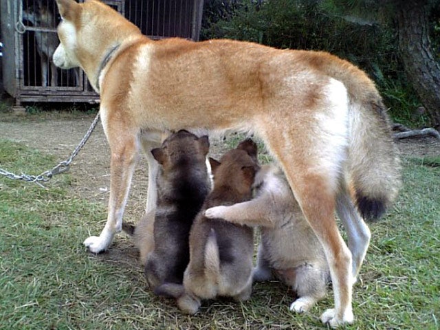 ニホンオオカミか四国犬か 感想 未整理箱 古い四国犬の話でも入れておこうか