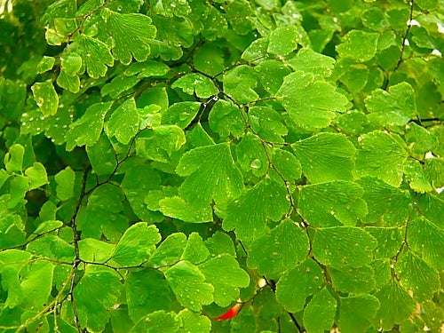 観葉植物風水 アジアンタム 写真から生まれるもの