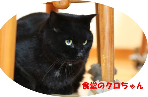 黒猫クロちゃん 晩ごはんを食べるクロちゃん 写真ブログ 花 旅 生き物 庭の風景