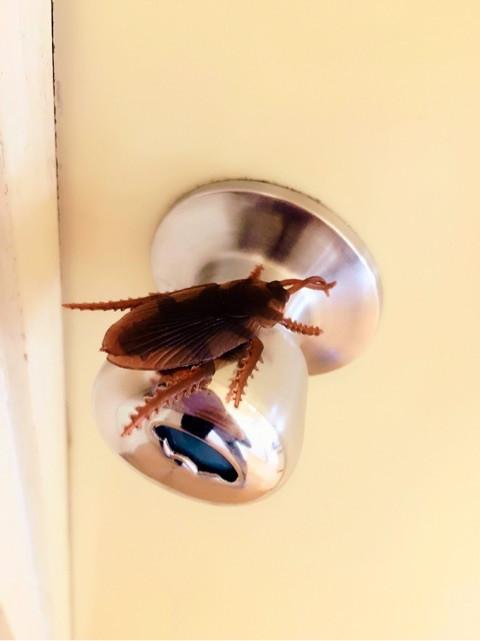須藤茉麻　ドアノブに乗った偽ゴキブリ写真公開「むしろ好き！」