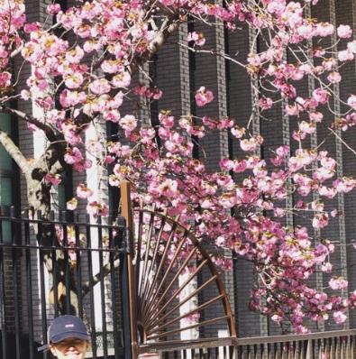 里田まい　NY生活中に見つけた桜？の写真公開「多分」