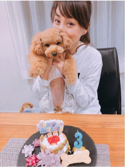 渡辺美奈代、愛犬のために手作りしたバースデーケーキを公開「すごーい」「可愛い」の声