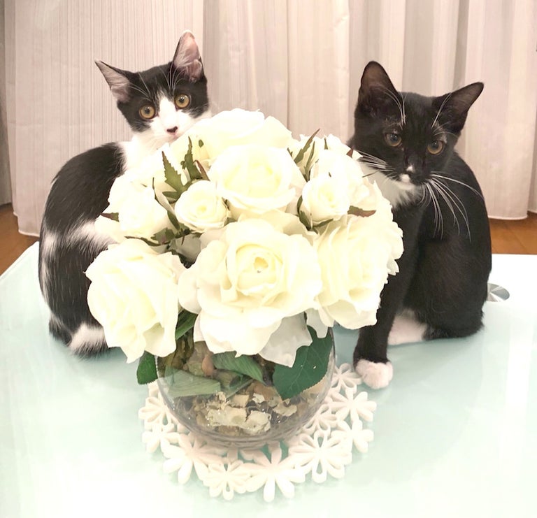 藤あや子、生後4か月を迎えた2匹の愛猫「おめでとう」「いつみても可愛い」の声