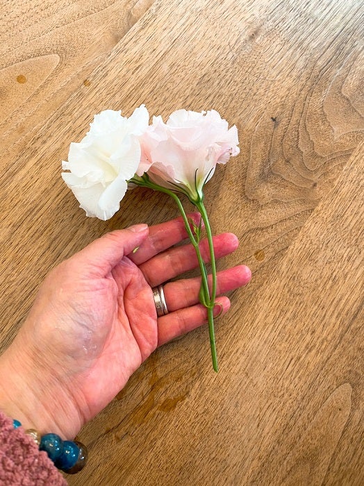 堀ちえみ、“珍しい花”を紹介「ひとつの茎から、白とピンクのお花が！」