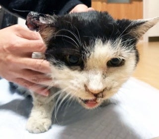 看護師が泣きながら救った「汚い猫」、太陽の光が原因の腫瘍を抱え…今では子猫の面倒を見るまでに快復