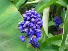 bulejinjya