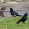鳥の戦いの画像
