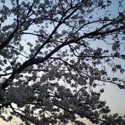 画像 お花見 の記事より 3つ目