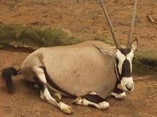 ウシ系の動物だよね？