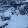１８年ぶりの大雪の画像