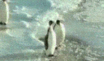 ペンギン３