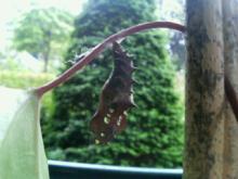 200605200055000.jpg