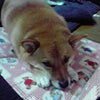 ブログネタ☆の画像