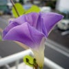 ヘブンリーブルーの画像
