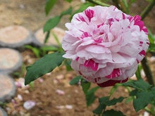 akasiro1